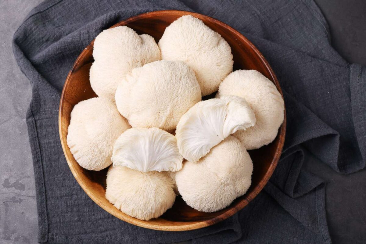 Lion’s Mane : un champignon pour booster mémoire et concentration naturellement